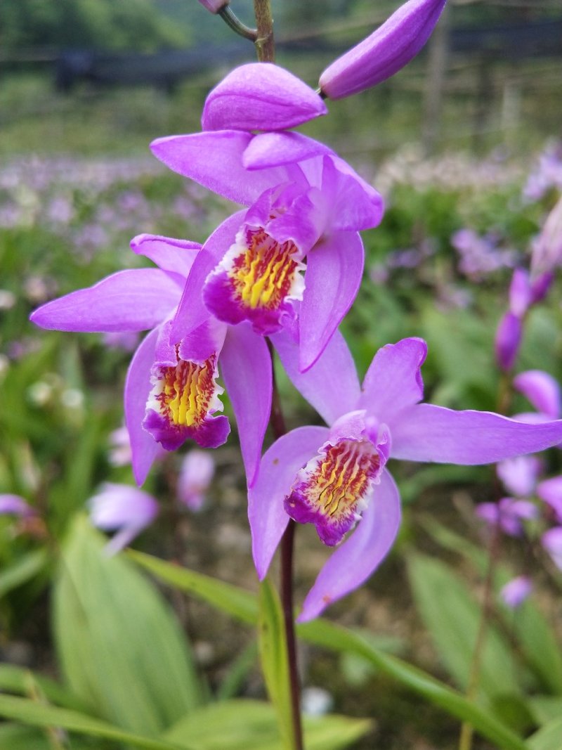 白芨，紫兰、连及草、苞舌兰，五叶兰黄花兰