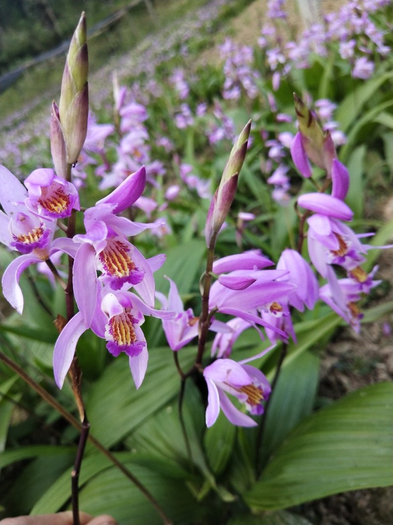 白芨，紫兰、连及草、苞舌兰，五叶兰黄花兰