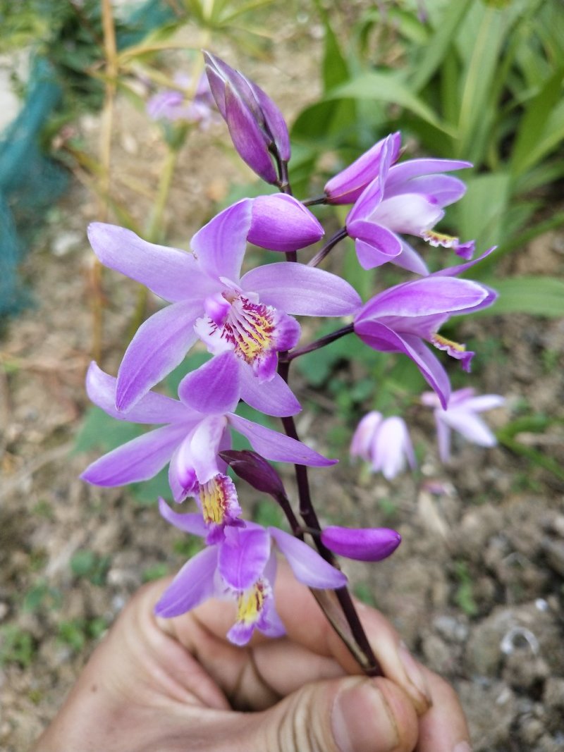 白芨，紫兰、连及草、苞舌兰，五叶兰黄花兰