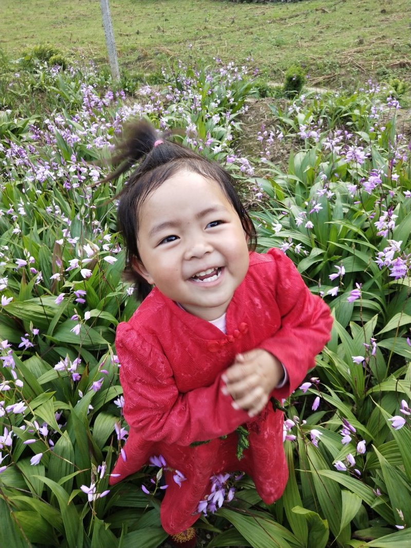 白芨，紫兰、连及草、苞舌兰，五叶兰黄花兰