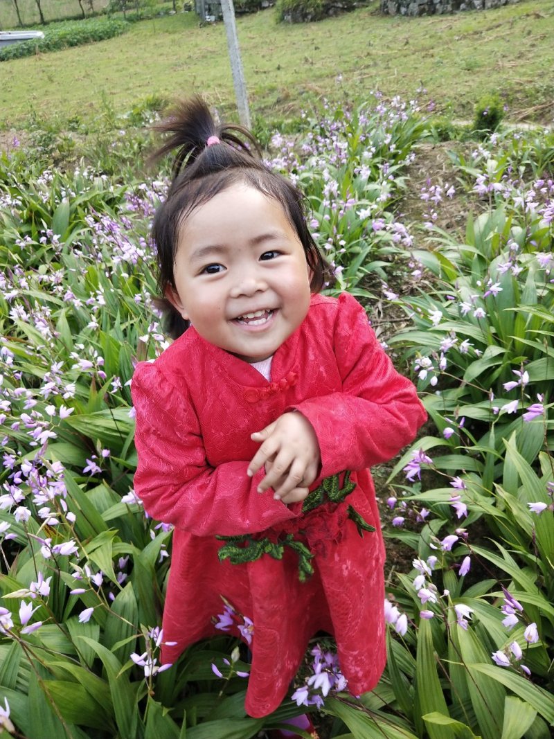 白芨，紫兰、连及草、苞舌兰，五叶兰黄花兰