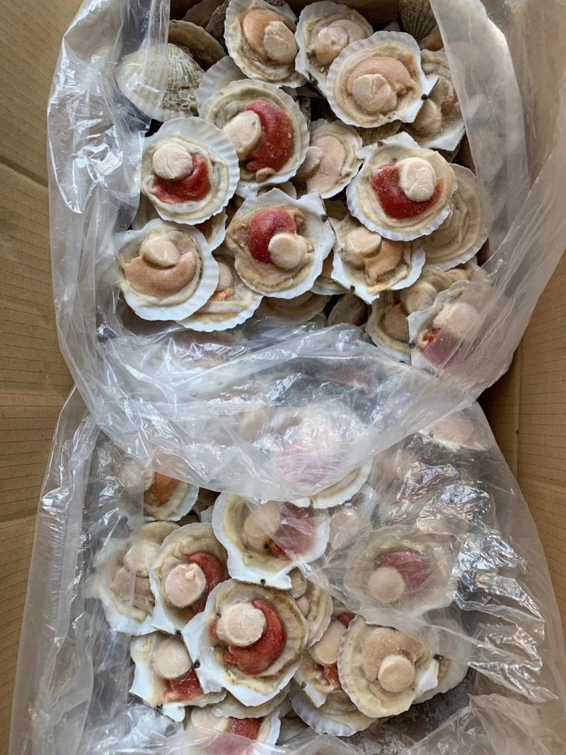 夏夷扇贝，原汁贝，吊笼贝，原汁贝，精品大贝