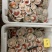 夏夷扇贝，原汁贝，吊笼贝，原汁贝，精品大贝