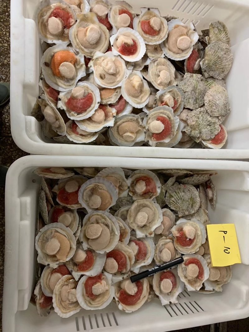 夏夷扇贝，原汁贝，吊笼贝，原汁贝，精品大贝