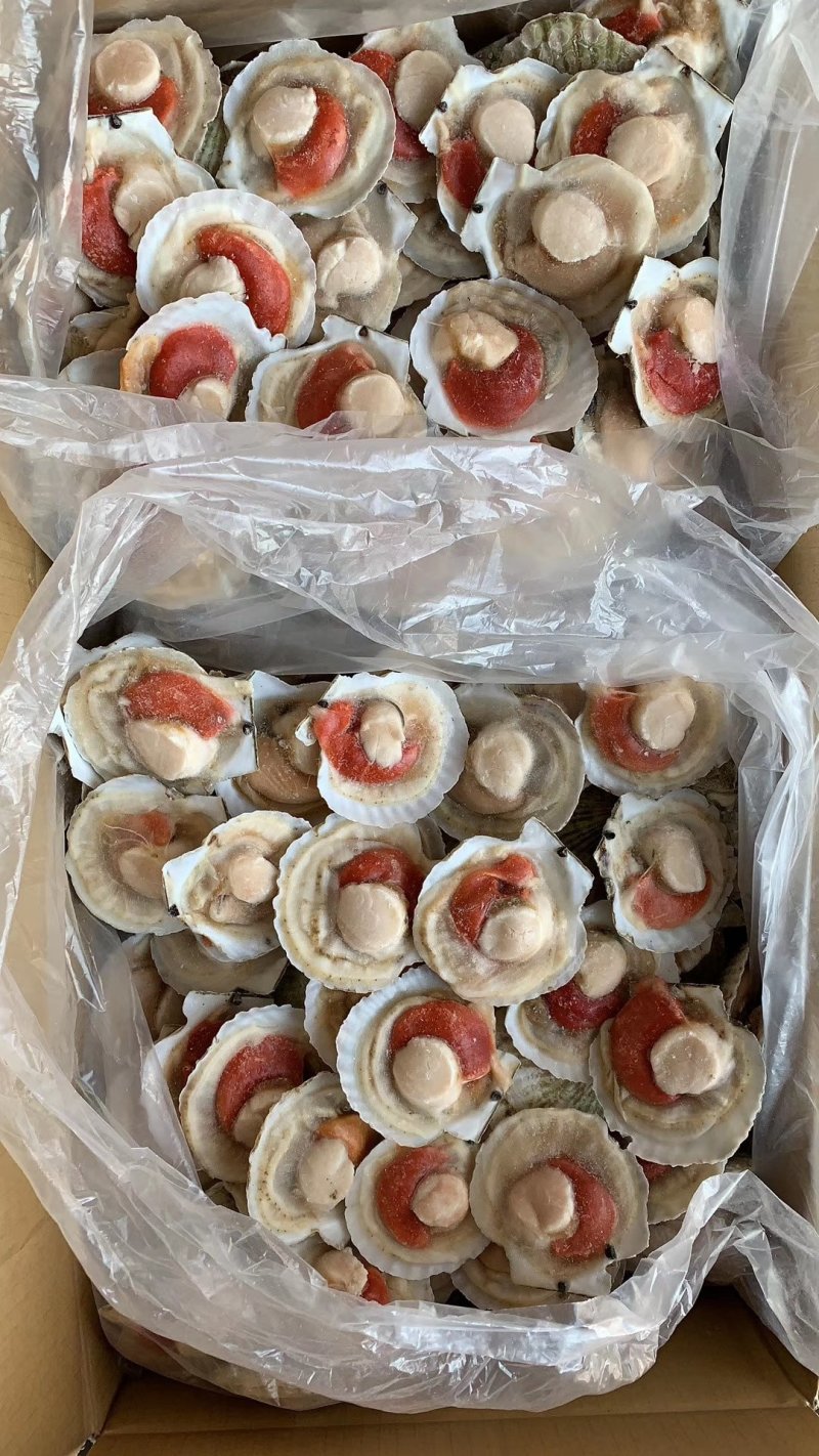 夏夷扇贝，原汁贝，吊笼贝，原汁贝，精品大贝