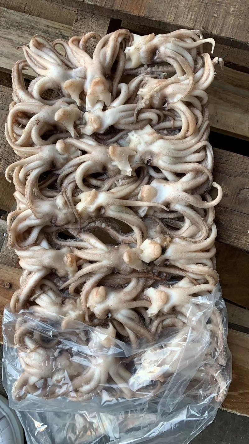机洗鱿鱼头，鱿鱼，阿鱿机洗头质量保证～
