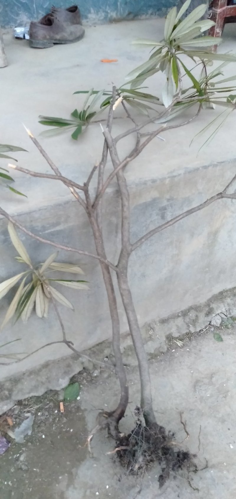 高山杜鹃。