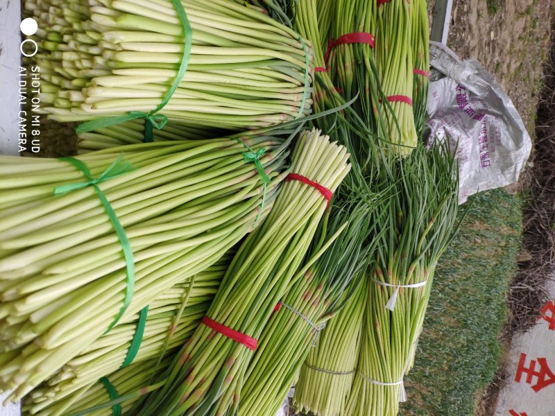 周口精品红帽/白帽蒜薹新蒜苔适合市场商超电商代发