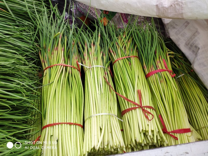 周口精品红帽/白帽蒜薹新蒜苔适合市场商超电商代发