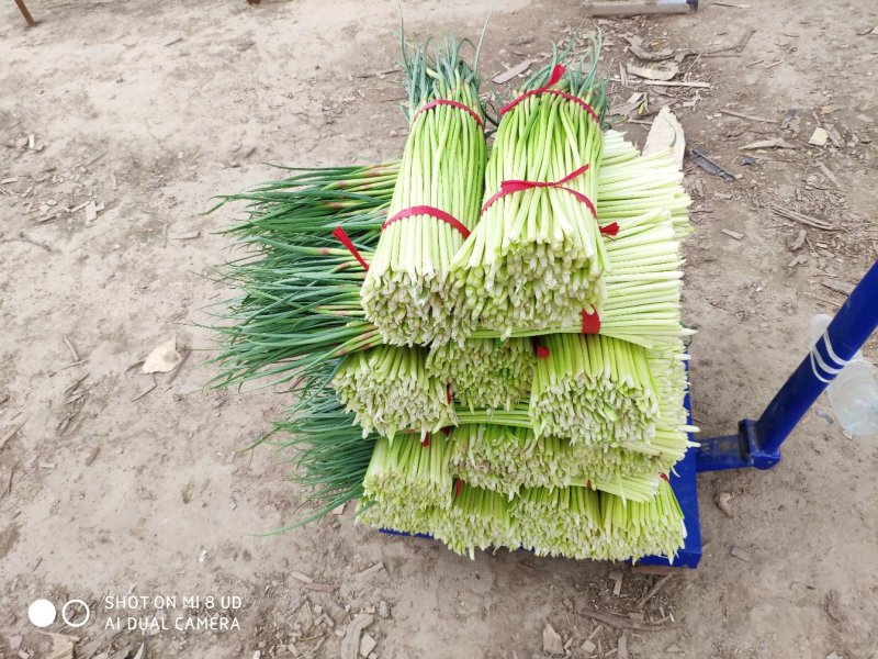 周口精品红帽/白帽蒜薹新蒜苔适合市场商超电商代发