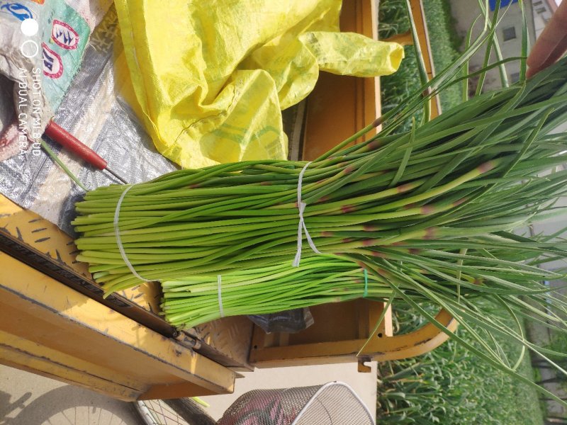 周口精品红帽/白帽蒜薹新蒜苔适合市场商超电商代发