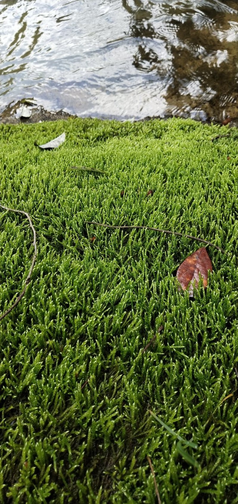 各种苔藓高档盆景装饰假山制作苔藓，朵朵鲜