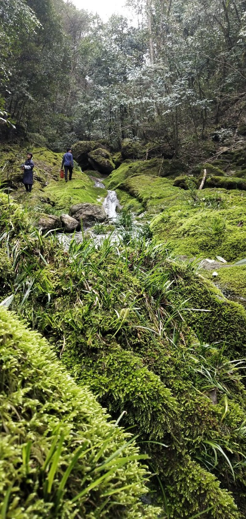 各种苔藓高档盆景装饰假山制作苔藓，朵朵鲜