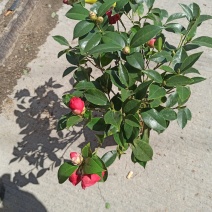 四季开花茶花带花苞批发基地