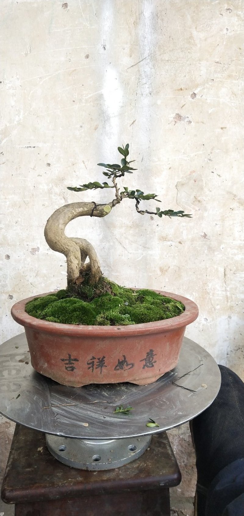 各种苔藓高档盆景装饰假山制作苔藓，朵朵鲜