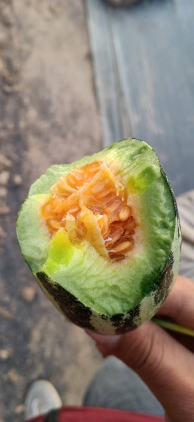 羊角蜜甜瓜，口感清脆香甜可口，对接电商平台，支持一件代发