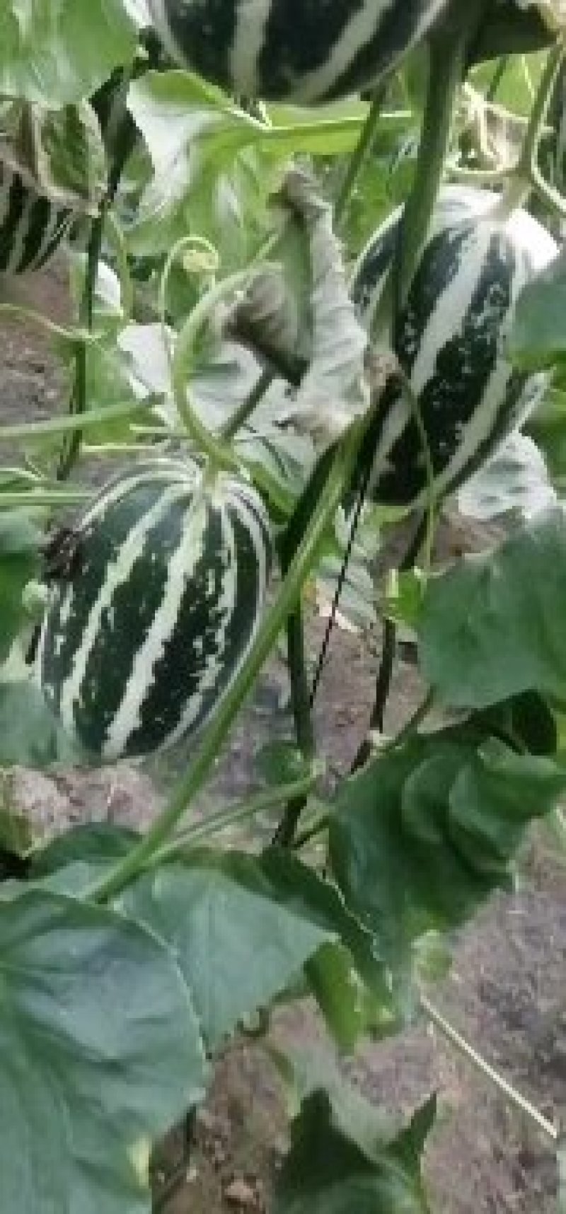 绿宝石甜瓜0.3斤以上