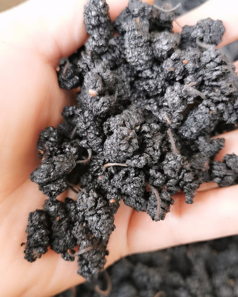 桑椹子桑椹干包邮规格齐全量大可以提前联系客服
