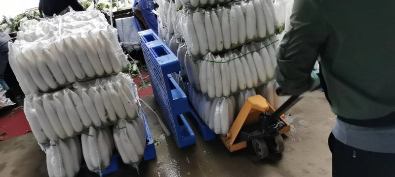 AAA湖北天门白萝卜种植基地，提供清洗，打冷，分拣，发货