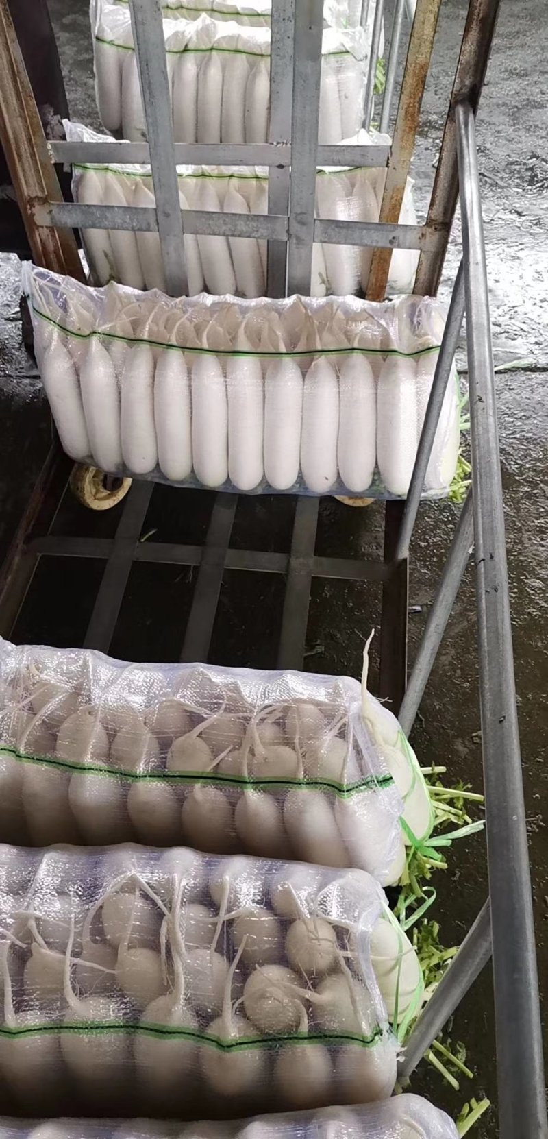 AAA湖北天门白萝卜种植基地，提供清洗，打冷，分拣，发货