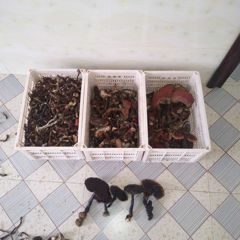 贵州深山野生灵芝，赤芝，打粉泡酒药用灵芝
