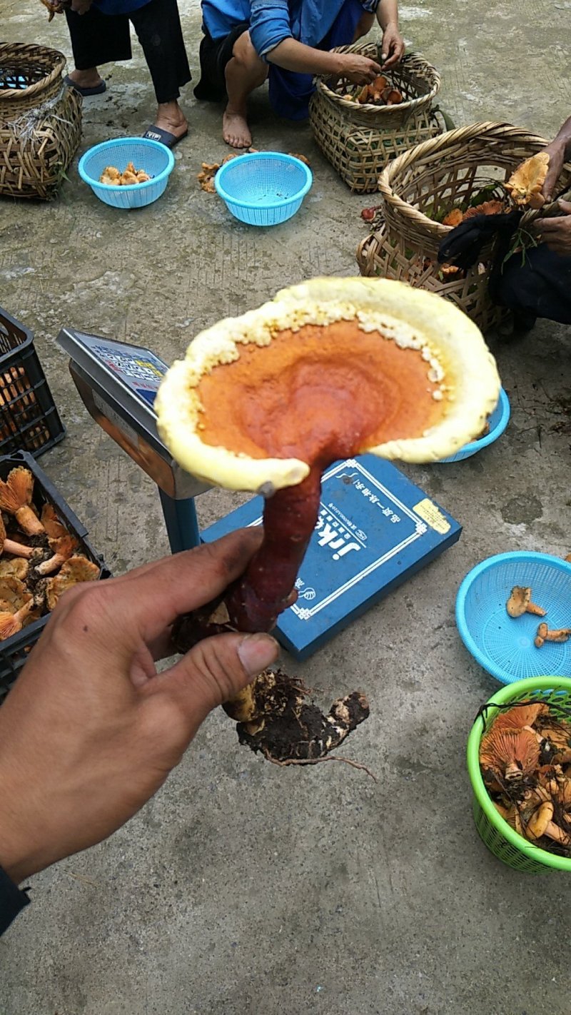 贵州深山野生灵芝，赤芝，打粉泡酒药用灵芝