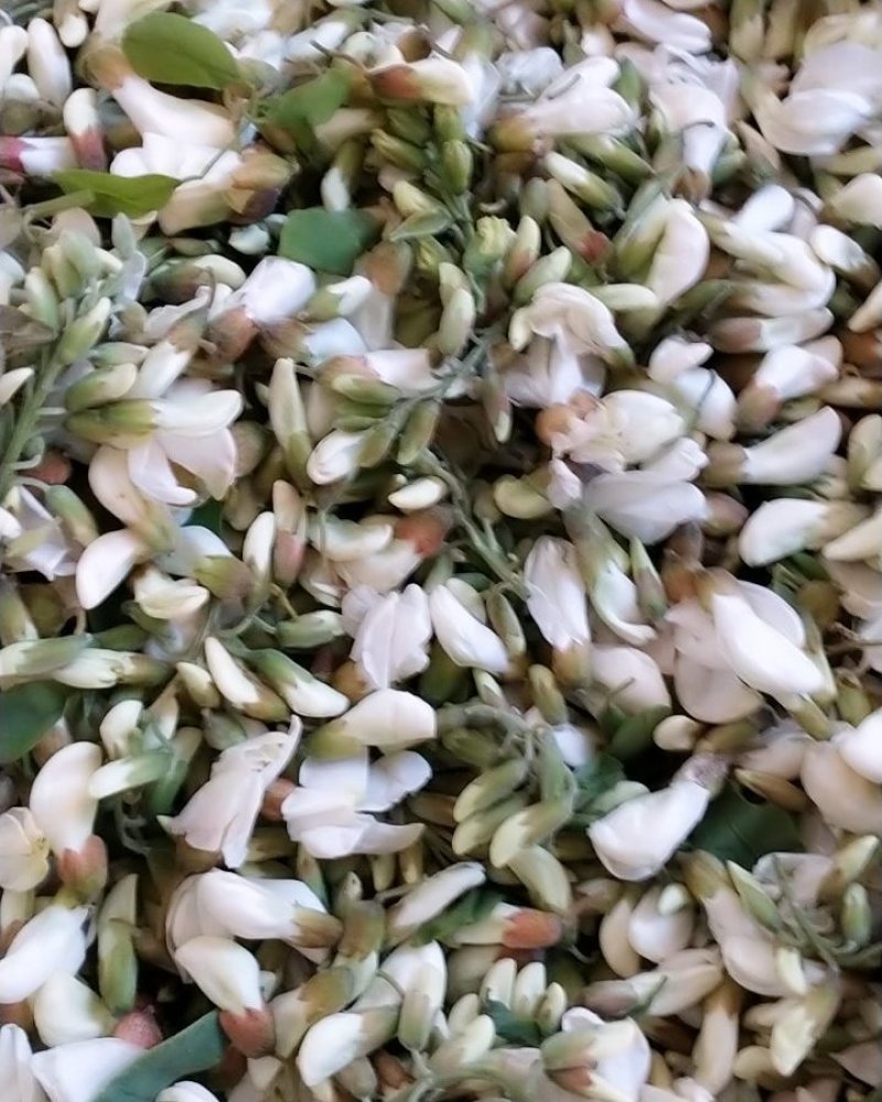 河北新鲜槐花野生槐花杨槐花电商一件代发