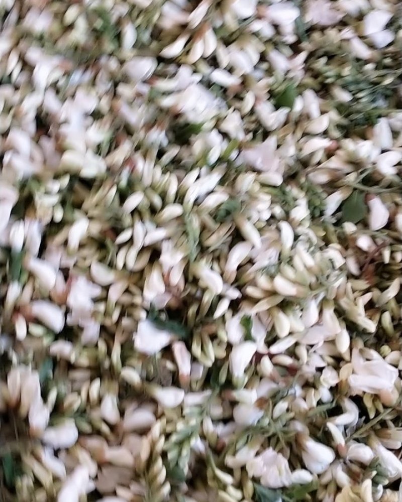 河北新鲜槐花野生槐花杨槐花电商一件代发