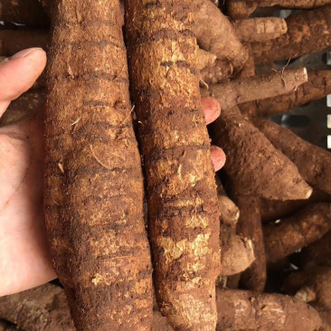 特大牛圆薯