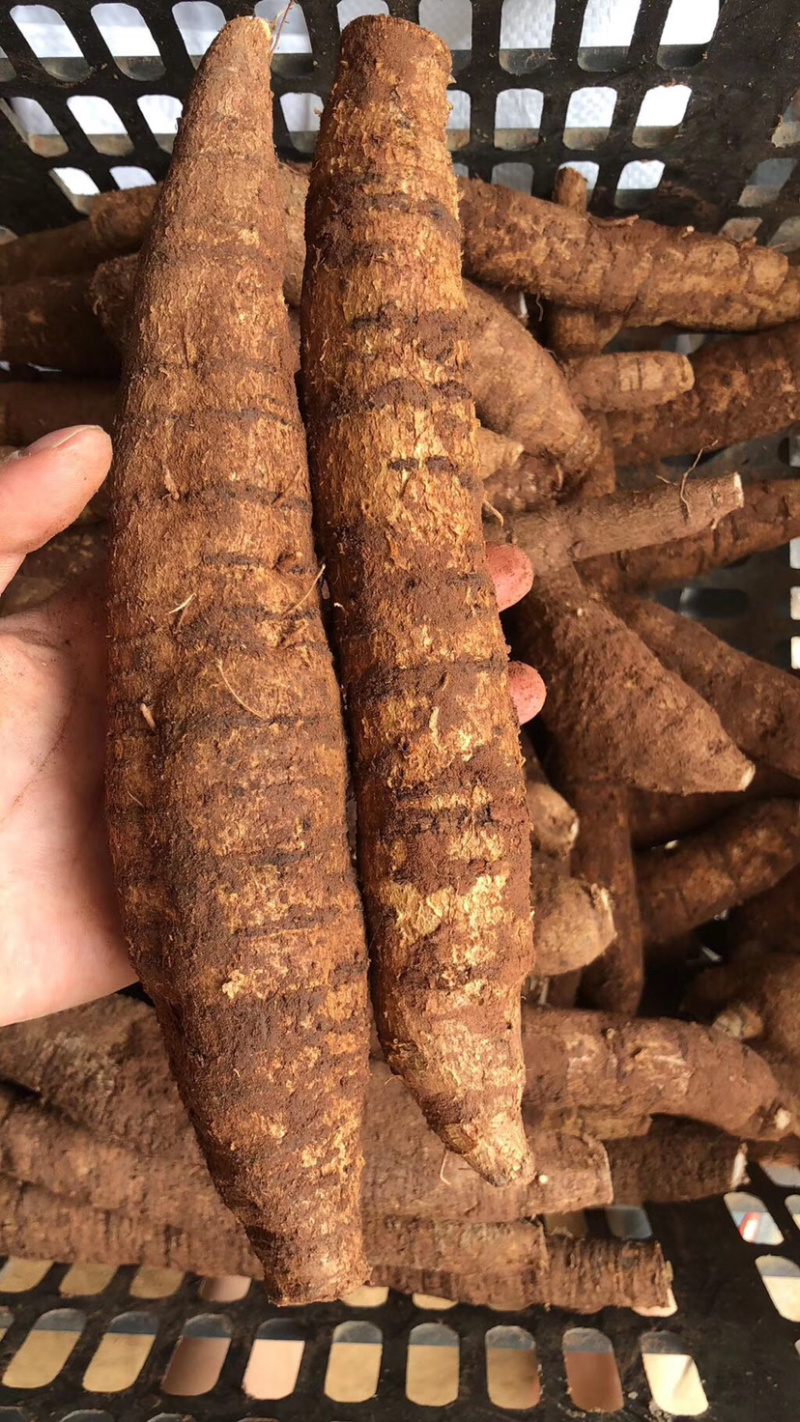 特大牛圆薯