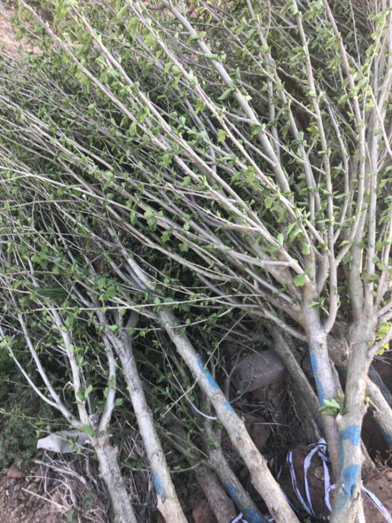 木槿3-10公分基地直销欢迎前来考察