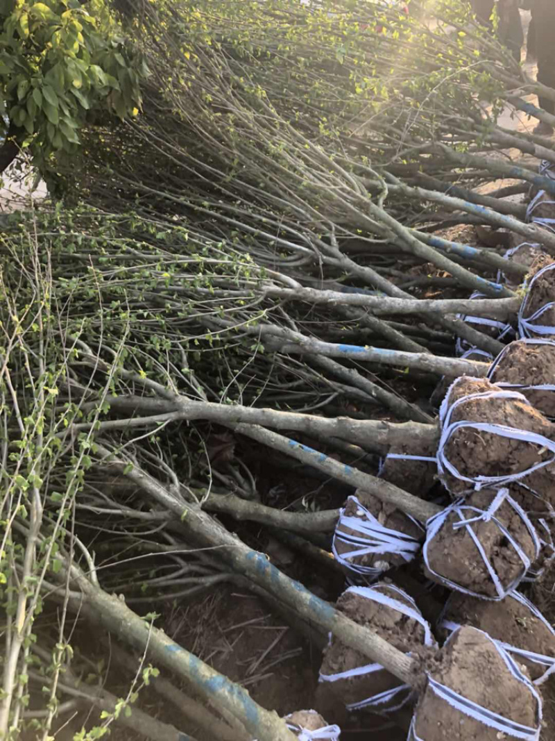 木槿3-10公分基地直销欢迎前来考察