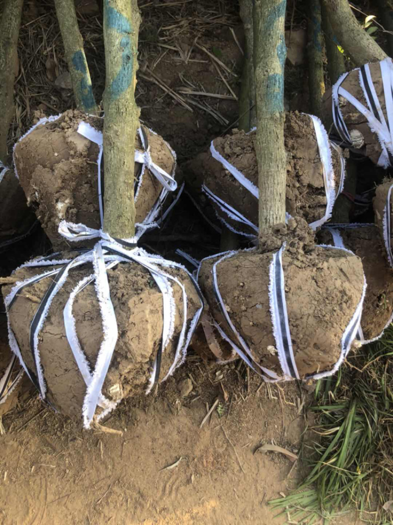 木槿3-10公分基地直销欢迎前来考察