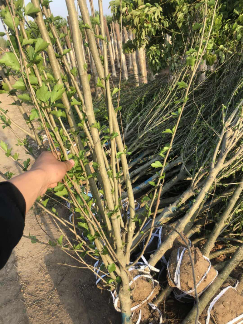 木槿3-10公分基地直销欢迎前来考察
