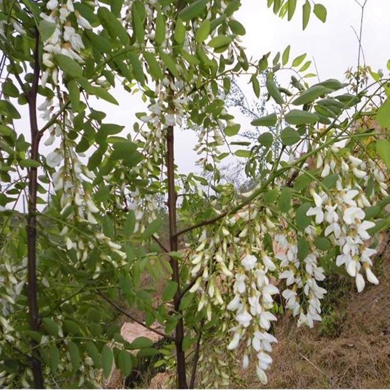 河北新鲜槐花野生槐花杨槐花电商一件代发