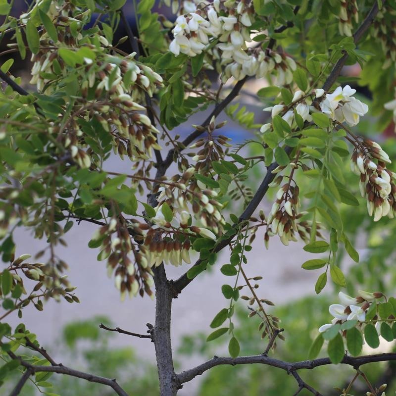 河北新鲜槐花野生槐花杨槐花电商一件代发