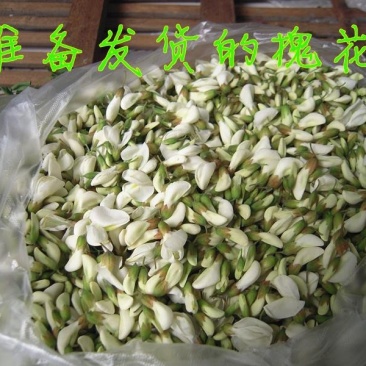 河北新鲜槐花野生槐花杨槐花电商一件代发