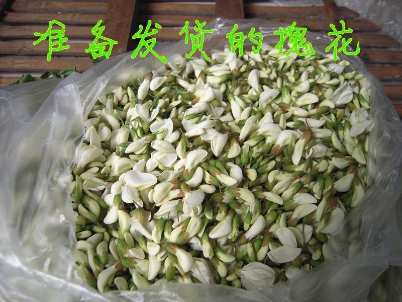 河北新鲜槐花野生槐花杨槐花电商一件代发