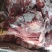 母猪带肉板骨，60%肉，40斤13个左右.
