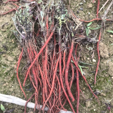 山东丹参苗产地直销一年丹参苗统货个头均匀