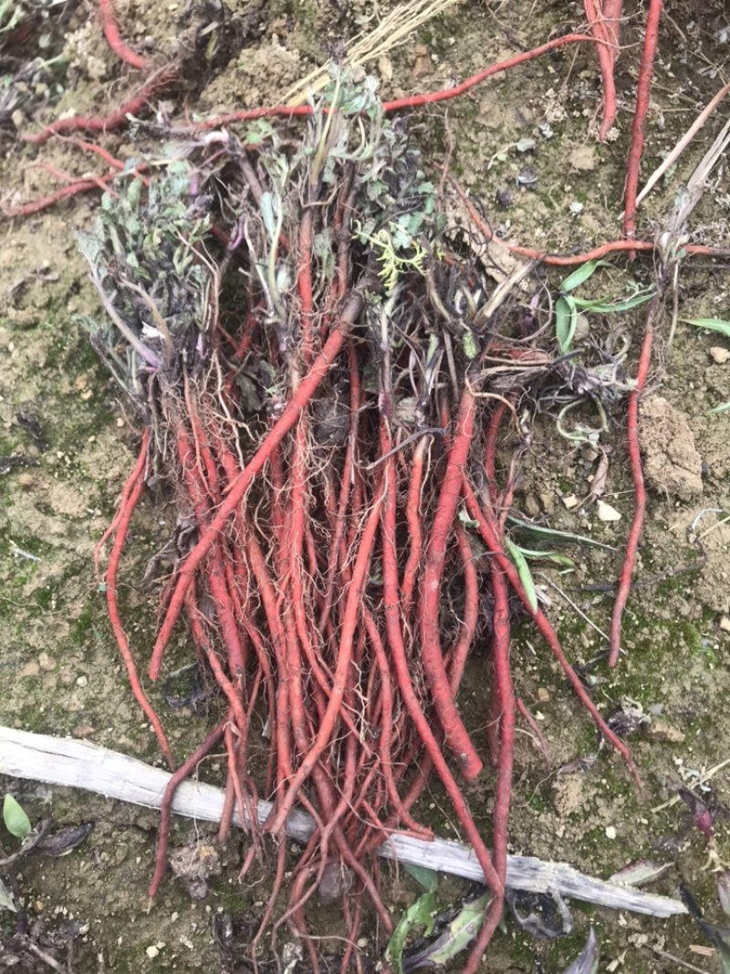 山东丹参苗产地直销一年丹参苗统货个头均匀