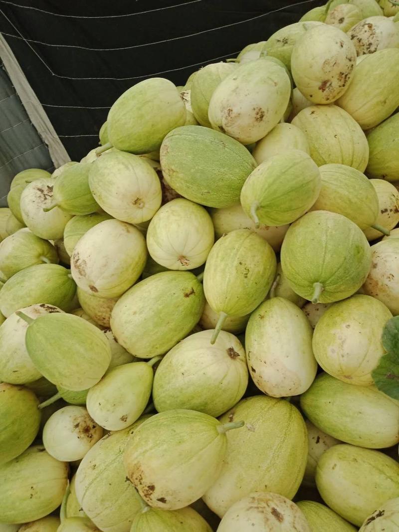 辽宁凌海冷棚香瓜大量上市金妃京蜜甜瓜产地直供货源充足。