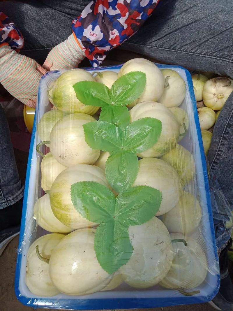 辽宁凌海冷棚香瓜大量上市金妃京蜜甜瓜产地直供货源充足。