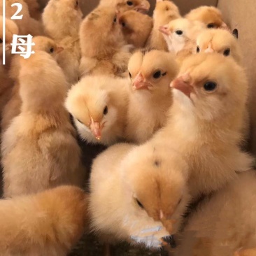 正宗土1.5.土2鸡苗，量大从优，包活到家，打疫苗