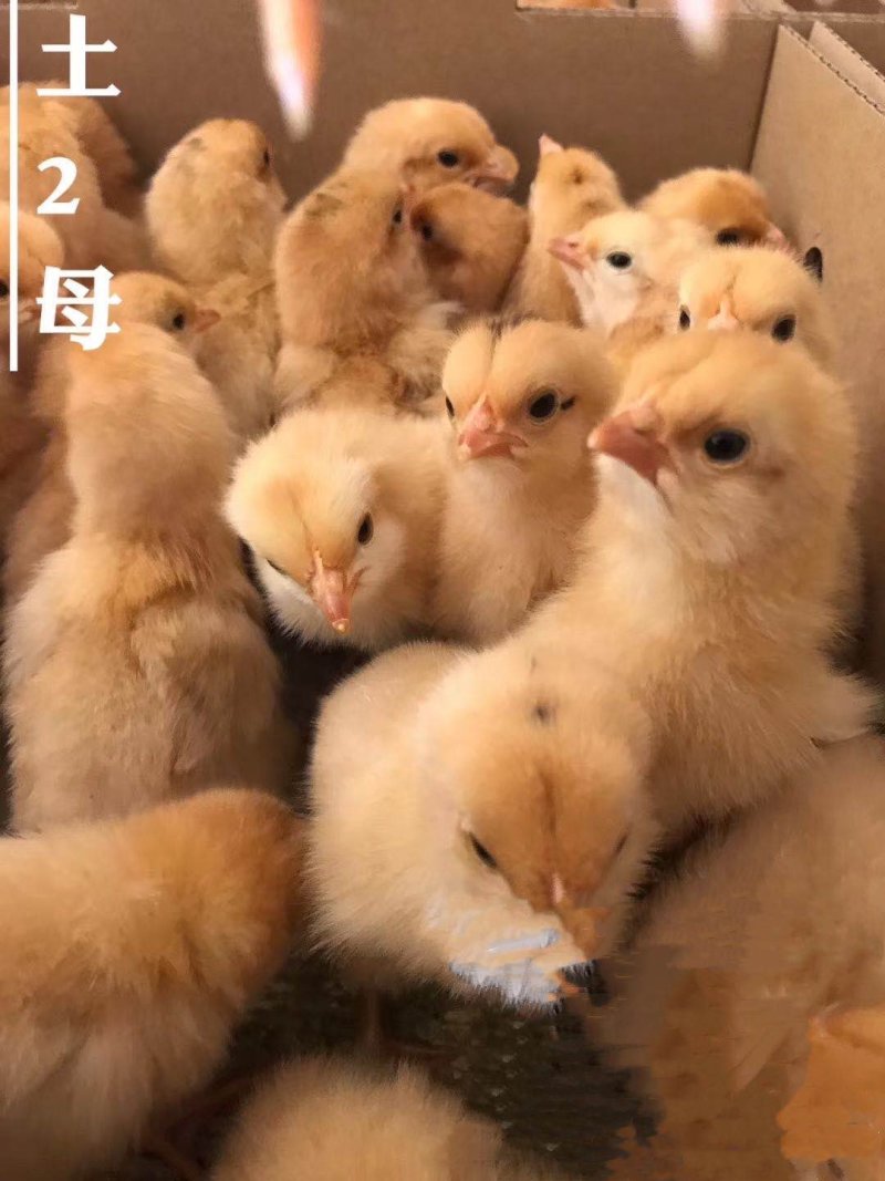 正宗土1.5.土2鸡苗，量大从优，包活到家，打疫苗