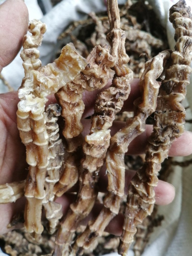 虫草参，竹节参，地参，煲汤好材料，大量现货供应