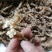 虫草参，竹节参，地参，煲汤好材料，大量现货供应