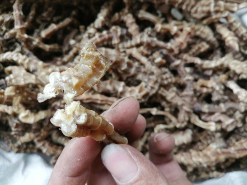 虫草参，竹节参，地参，煲汤好材料，大量现货供应