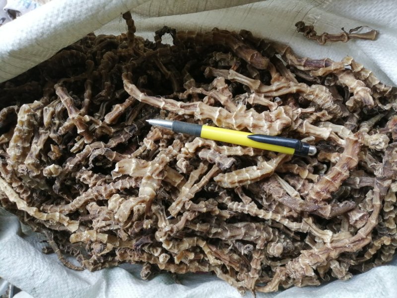 虫草参，竹节参，地参，煲汤好材料，大量现货供应