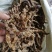 虫草参，竹节参，地参，煲汤好材料，大量现货供应
